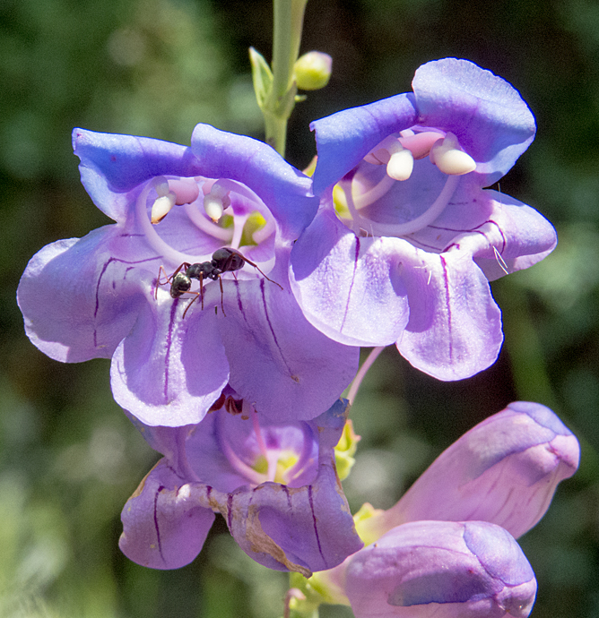 Beardless Sidebells Penstemon 2.jpg